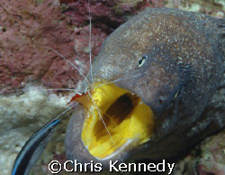 Yellow mouth moray on the Ceader Pride in Gulf of Aqaba D... by Chris Kennedy 